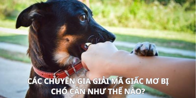 cac-chuyen-gia-giai-ma-giac-mo-bi-cho-can-nhu-the-nao_